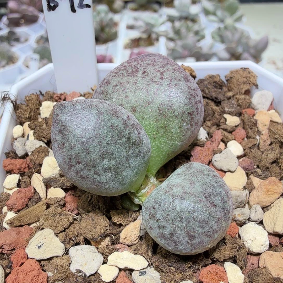 实生新品水泡多肉植物