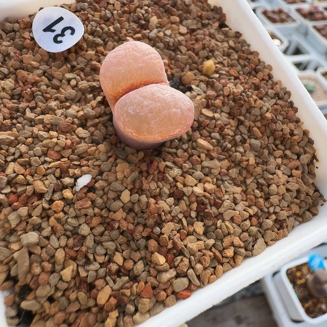 31 多肉植物福利风铃