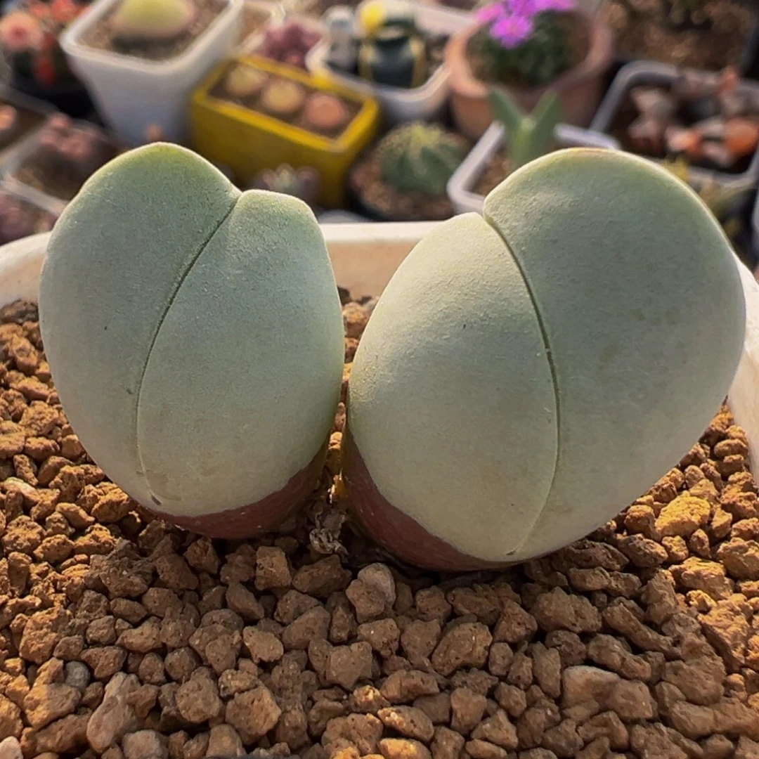 80多肉植物百科白魔