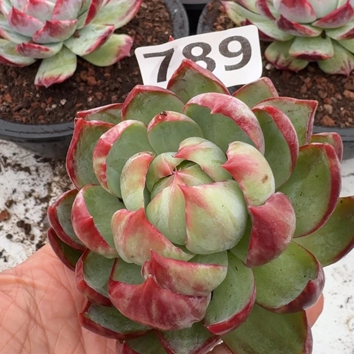 789级去咯啦巴德吉斯省如图图图