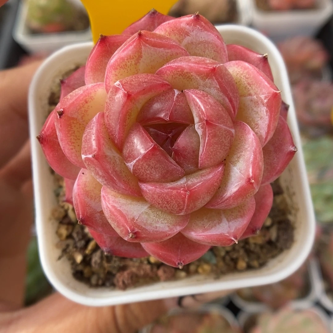 S***3糖心珍妮402号。