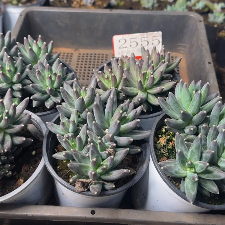 2555多肉植物一物一拍