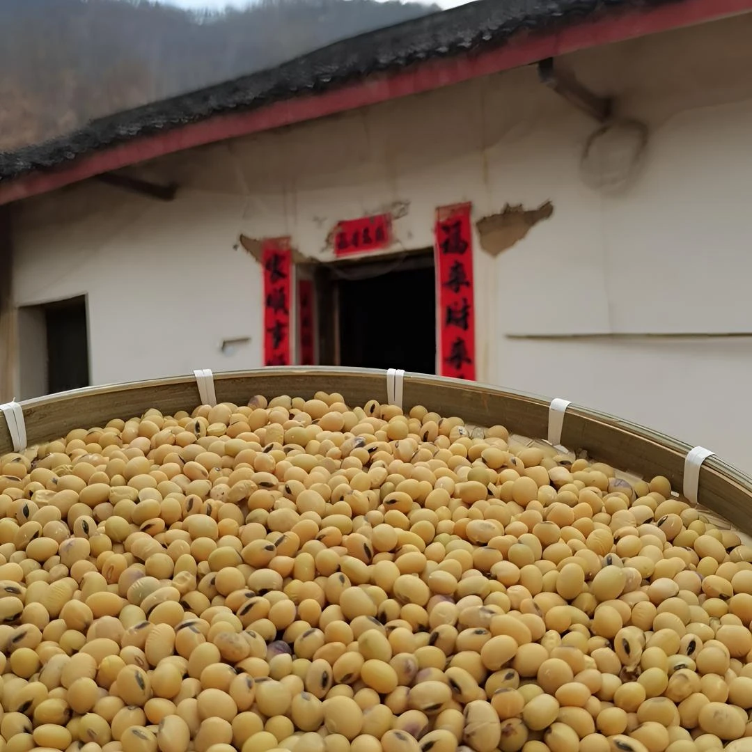 农家自种黄豆老品种笨黄豆非转基因黄豆专用打豆浆当季新鲜黄豆