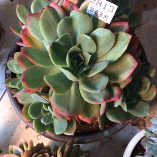 绮罗，2813，一物一拍