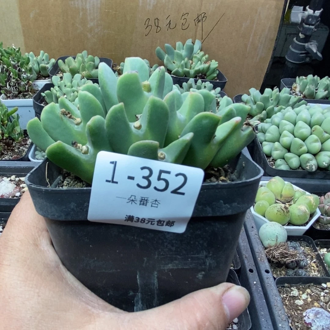 云*566666666658665588868