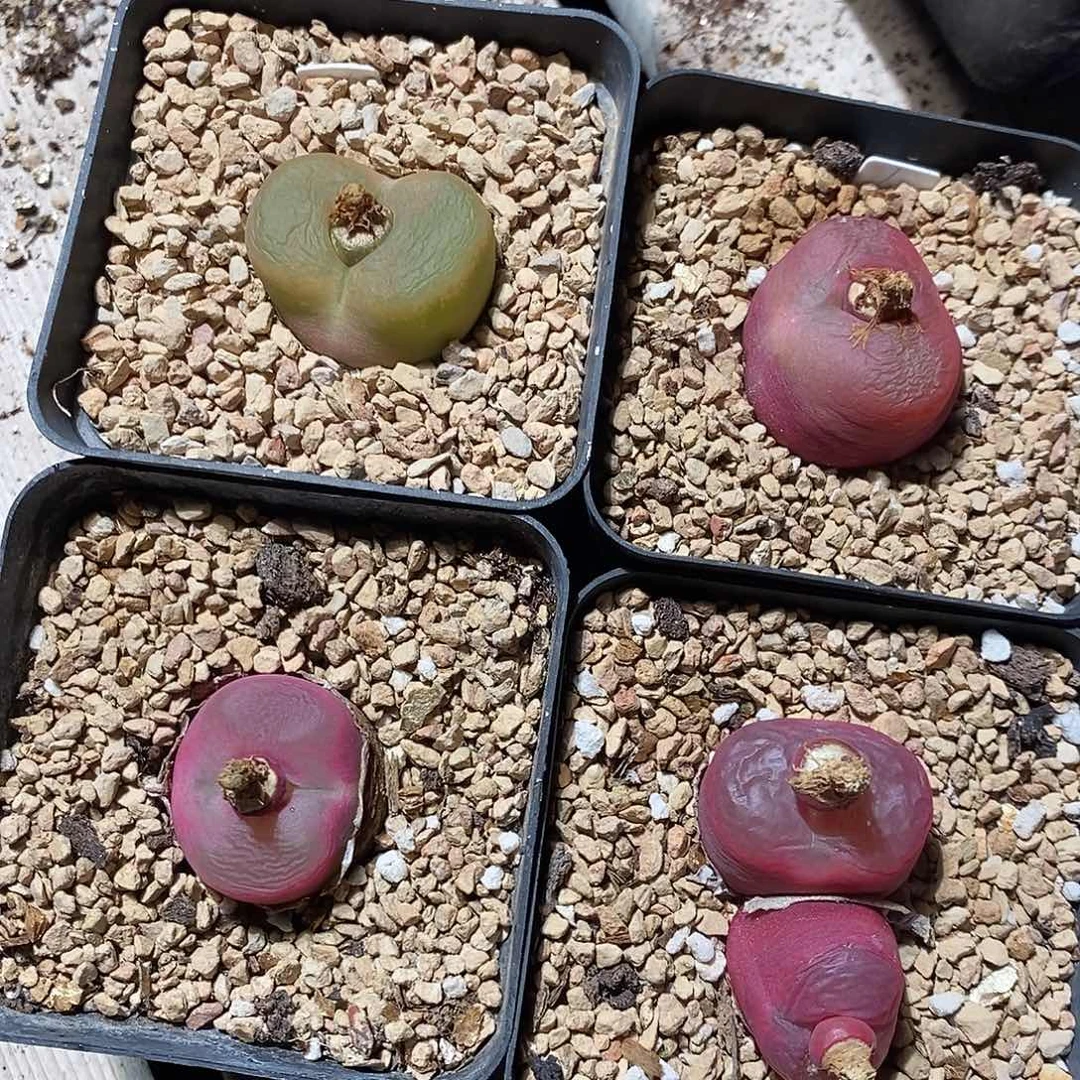 26394。  一组。一组。蟠桃。带盆。