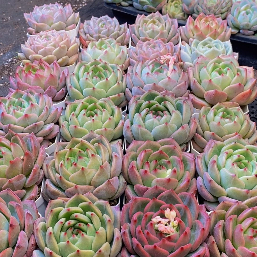 179多肉植物保护研究所所长助理研究员