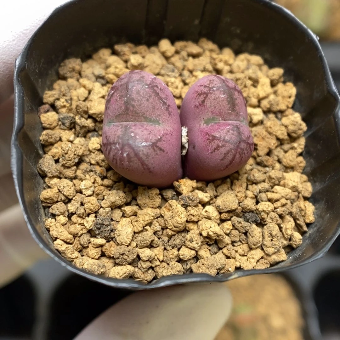 多肉植物肉锥杂交K-329