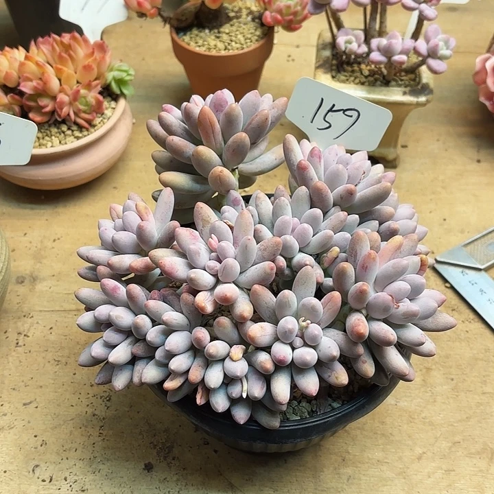 多肉植物，汤圆159号