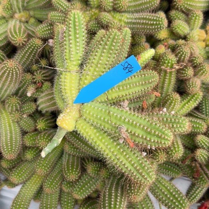 玖**白檀仙人掌370群生584