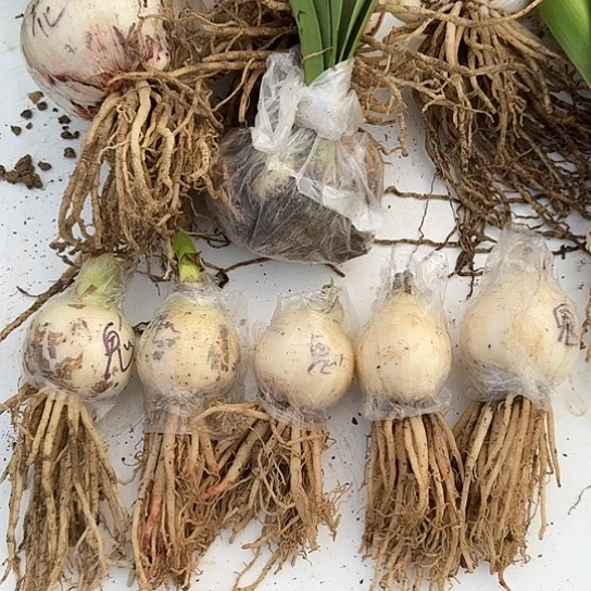 鬼魅4.5-5厘米包对版