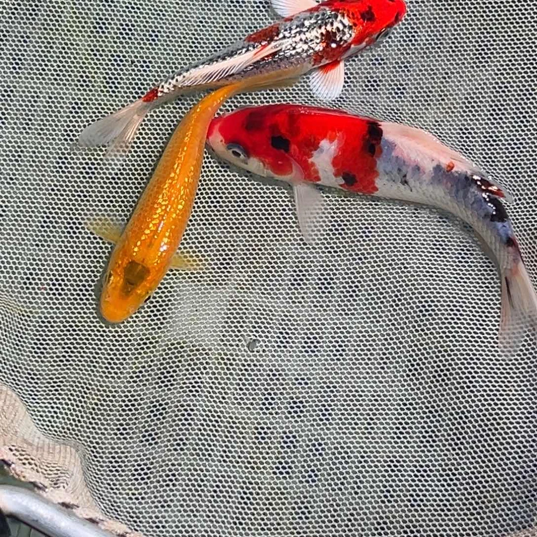 海水鱼锦鲤观赏鱼1111