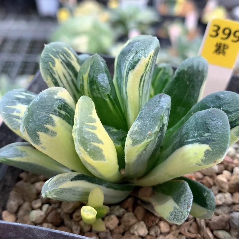 【闪购商品】399镜鼓