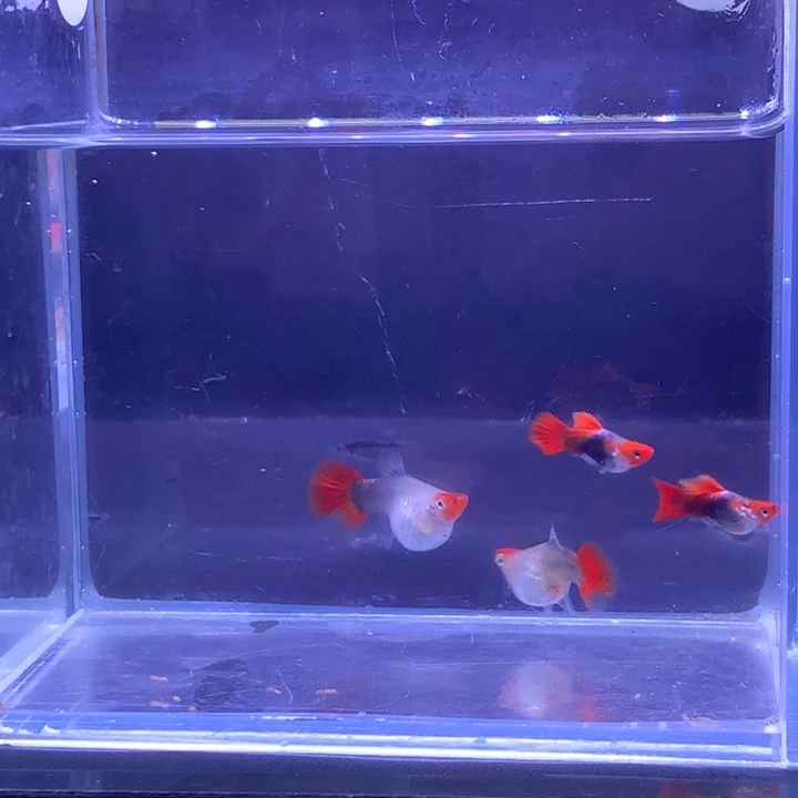 孔雀鱼深海蓝贵族球2对