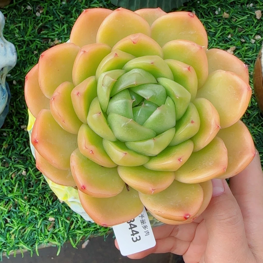 翡翠珍妮，8443多肉植物