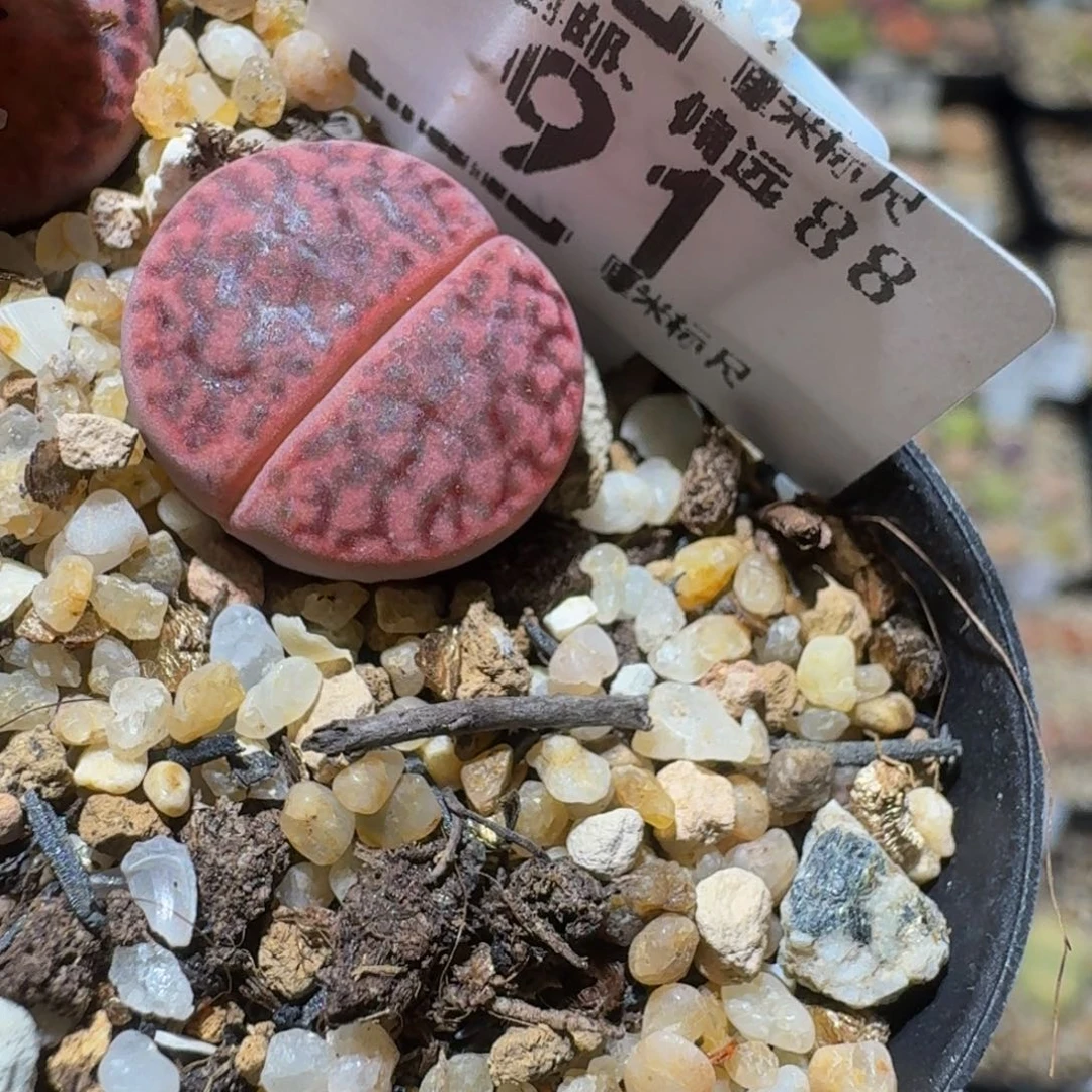 Sssss精品生石花91