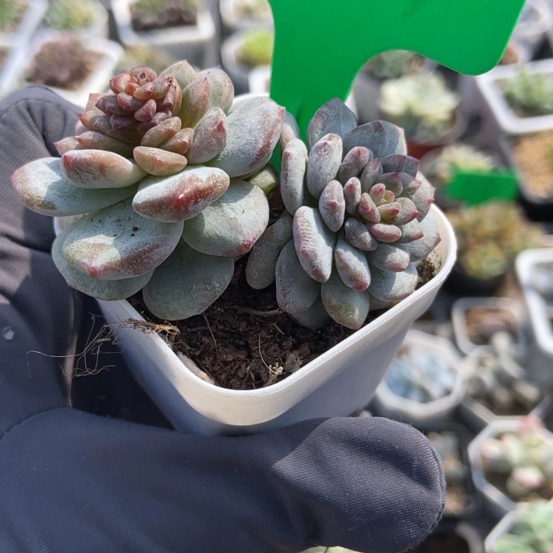829玉芙蓉石化多肉植物