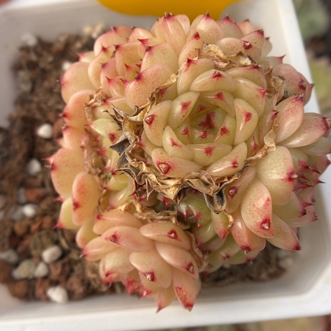 珍妮麦秆群生5515号。
