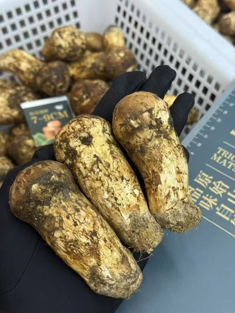 深山鲜松茸煲汤炖鸡刺身食用菌子冷链包邮