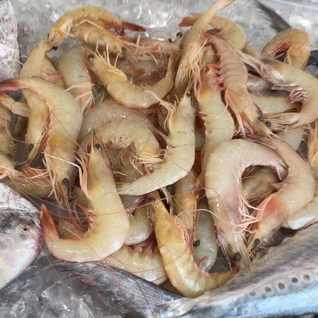 中国大陆汕尾码头白刺虾