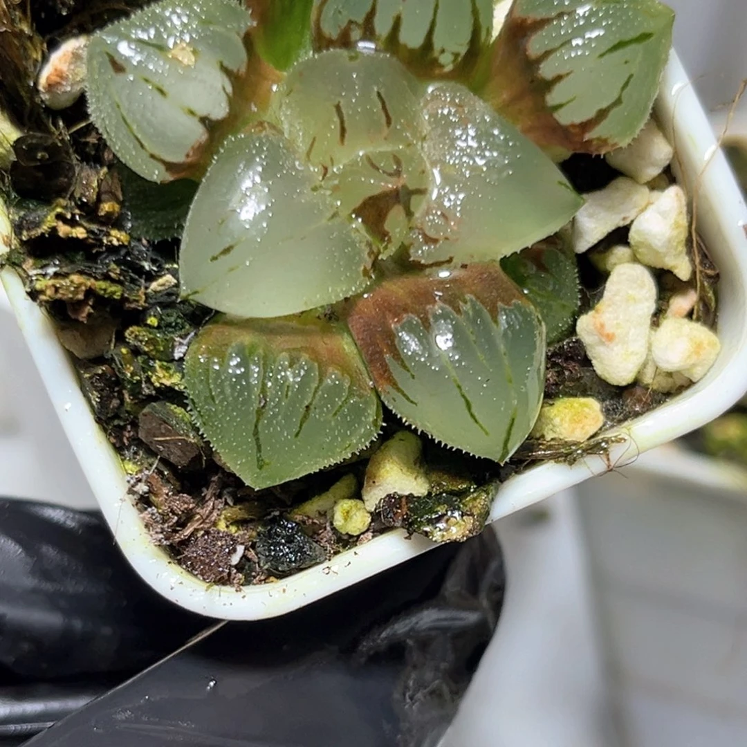 恭喜发财大吉大利0894