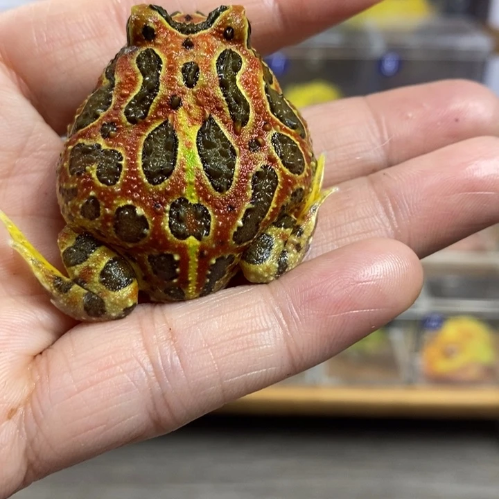 獴***茶角蛙760号红钟角角蛙