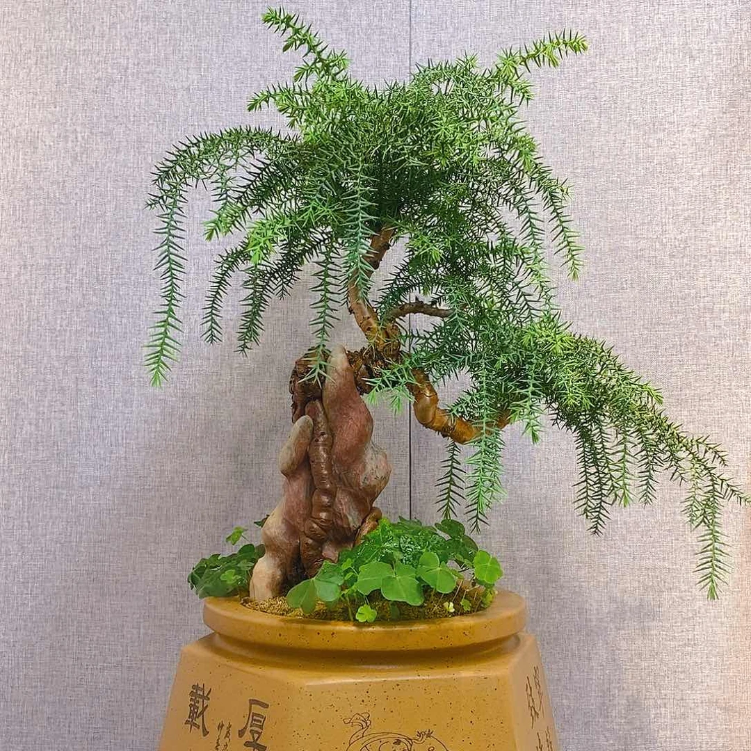 北***山无花朵澳洲杉1111