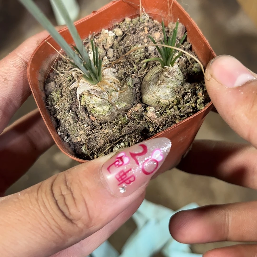 香水兰有根发货有根发货