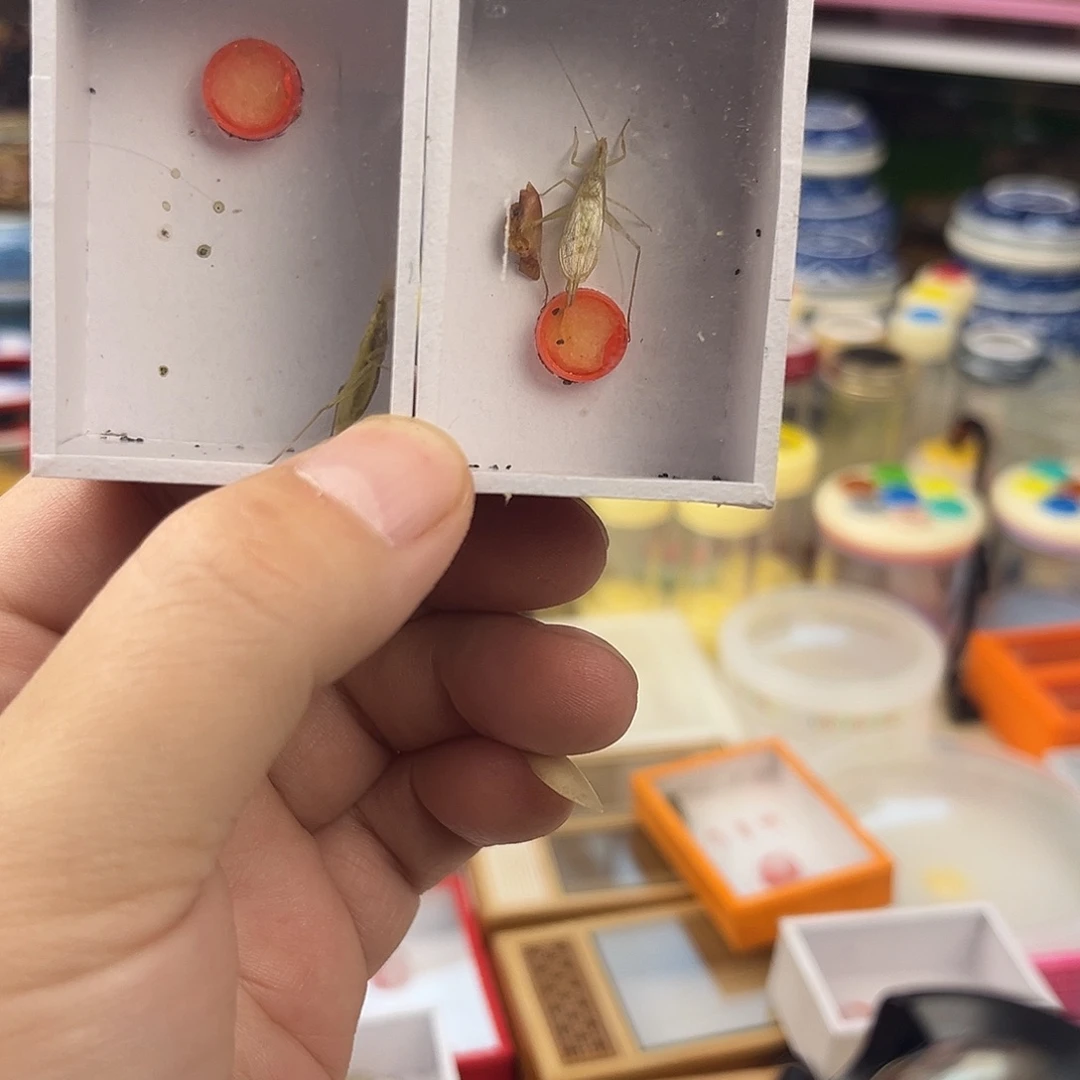 兜****两条人工精品青竹蛉