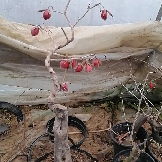 老鸦柿嫁接的夢未來