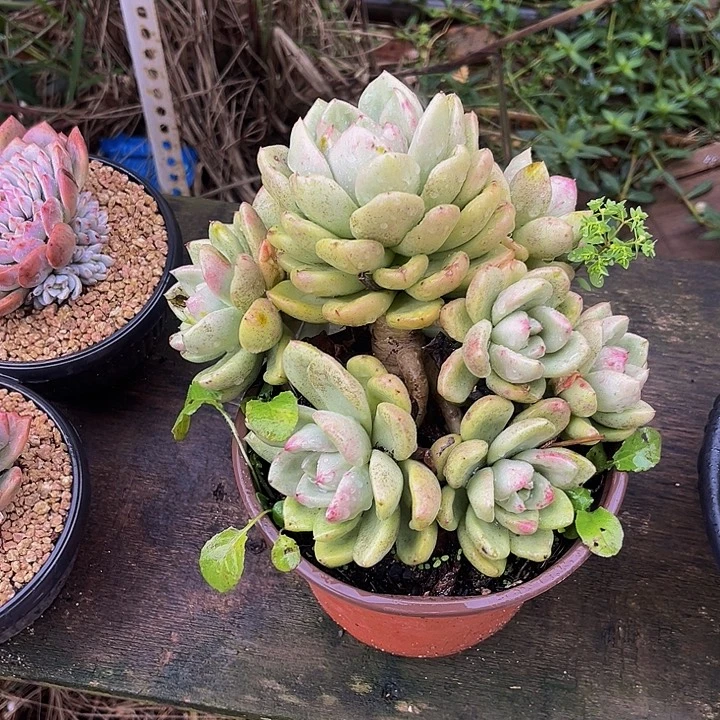 奶油鳄梨无砍手捧，16.8一颗