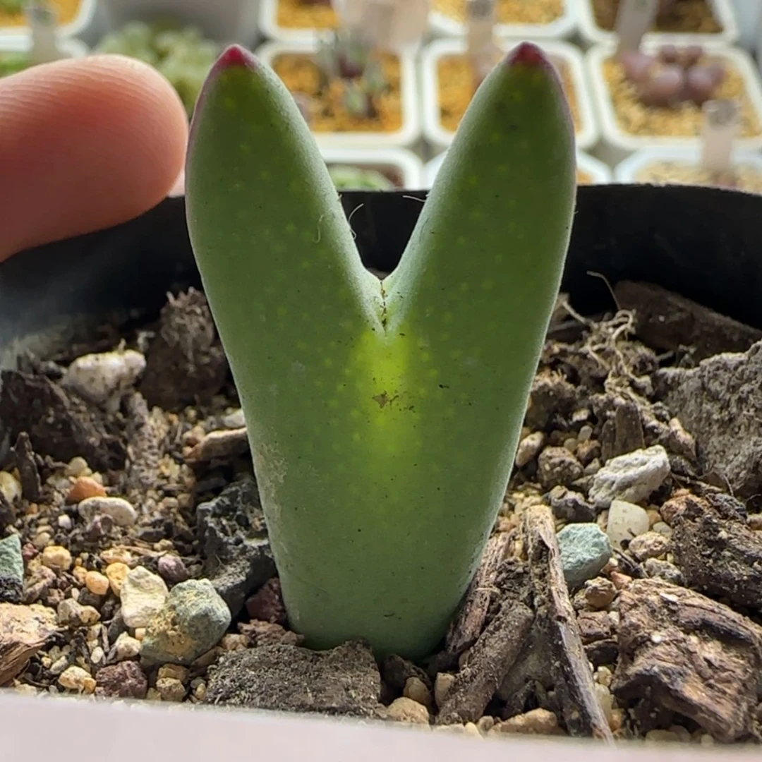 【闪购商品】1330皮卡丘新年福利