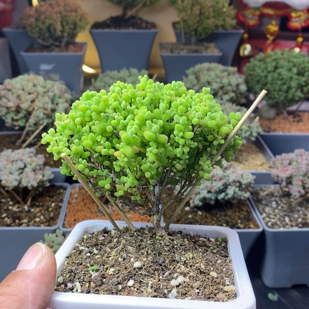 惠027蜜橘糖球枝干