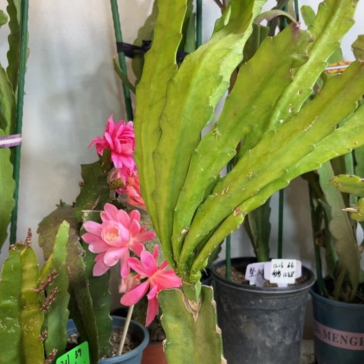 当前无花栽培后可以开花静**初橙鱼