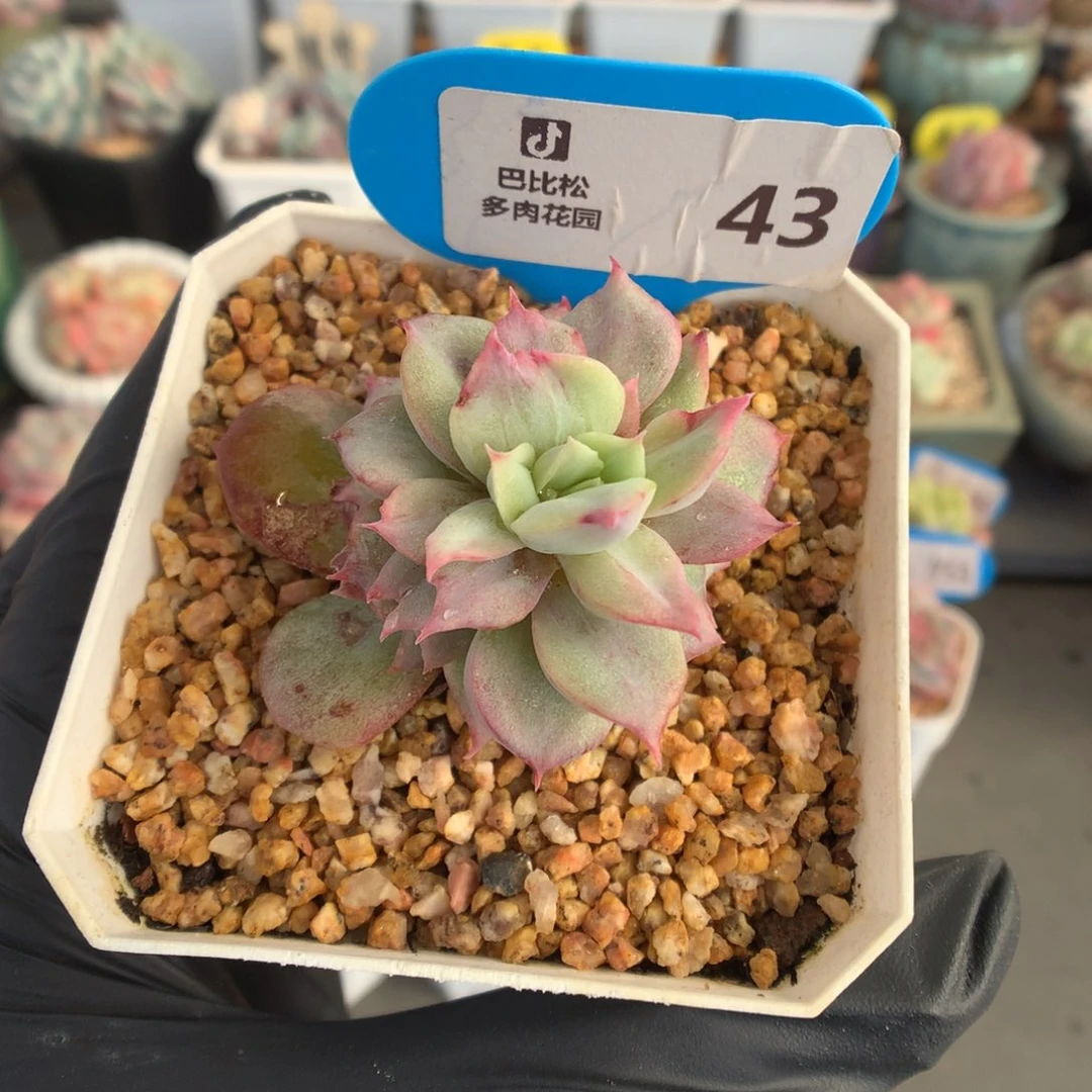 43 虾饺型珍妮石化锦