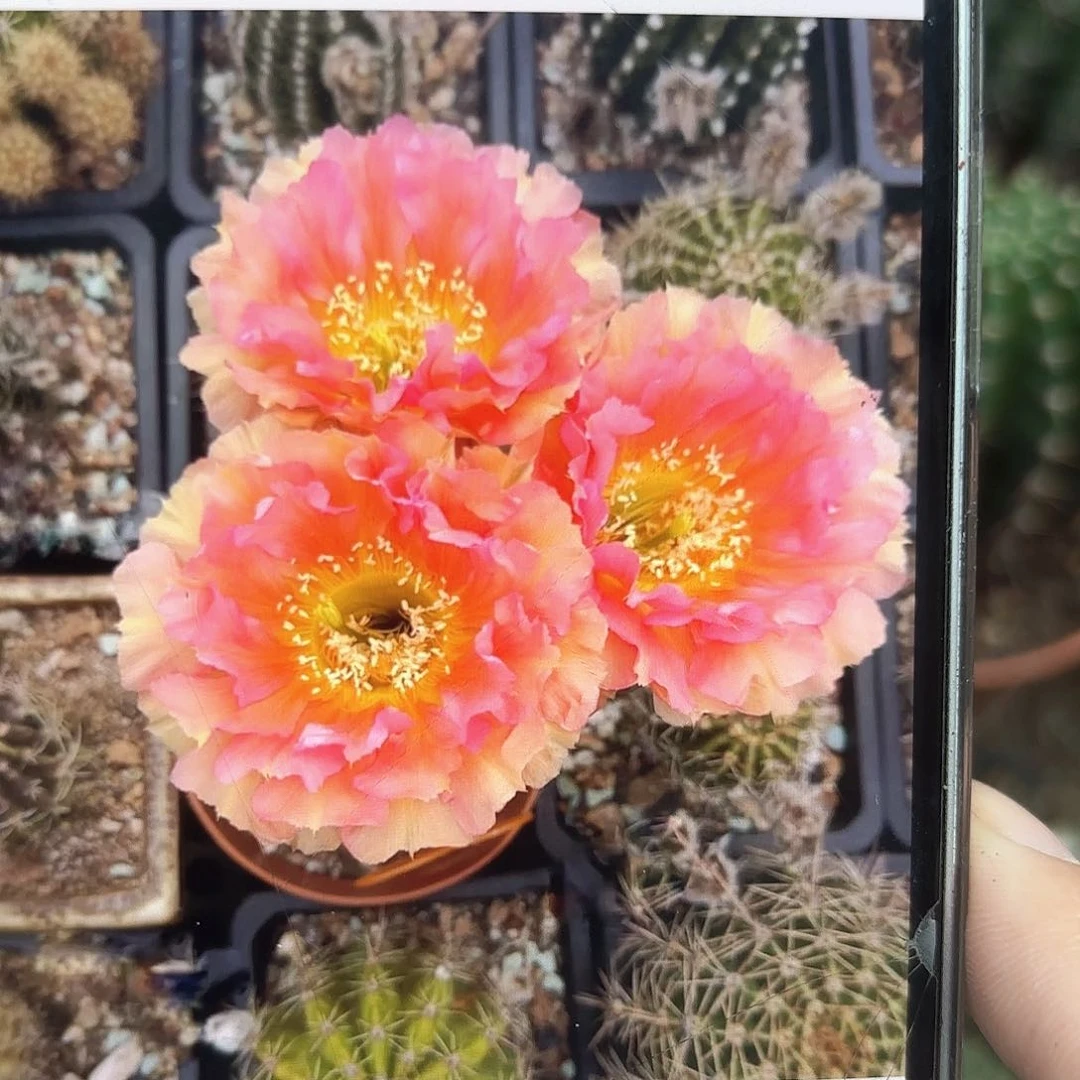 彩草4号6公分侧牙