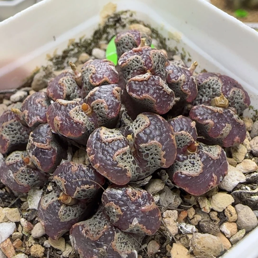 大窗超碟群多肉植物919