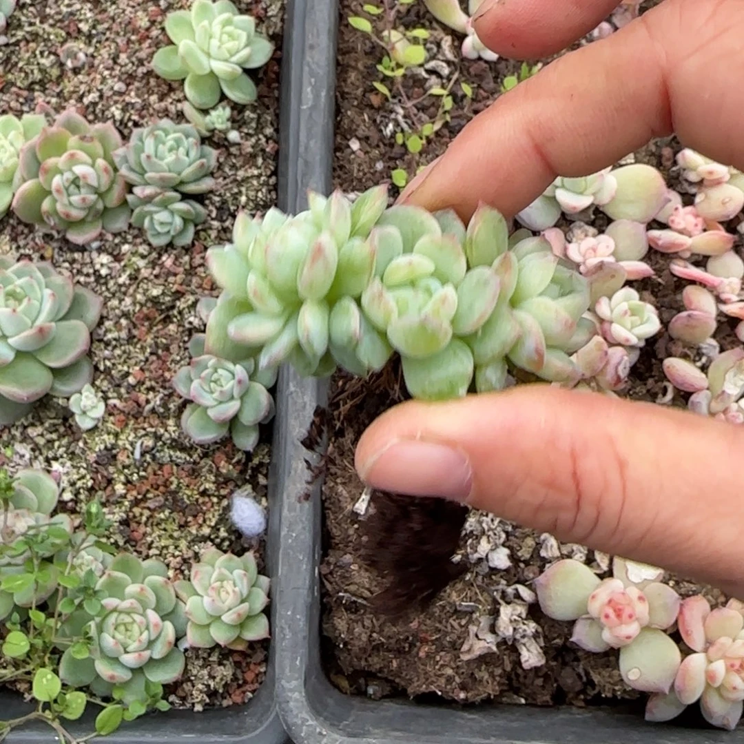 半***芒遥遥珍妮欵似穴一个满25包邮