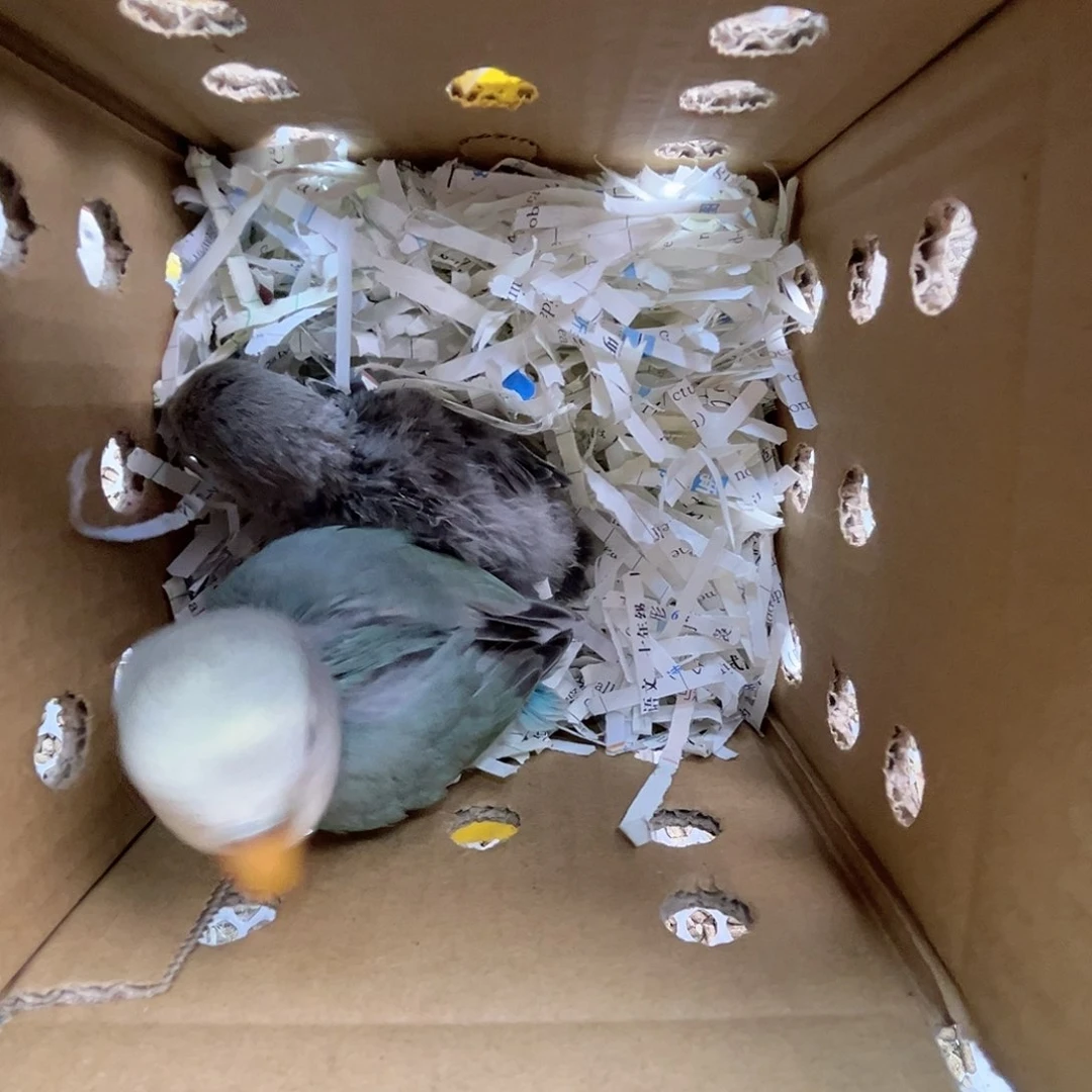 桃脸牡丹鹦鹉特价