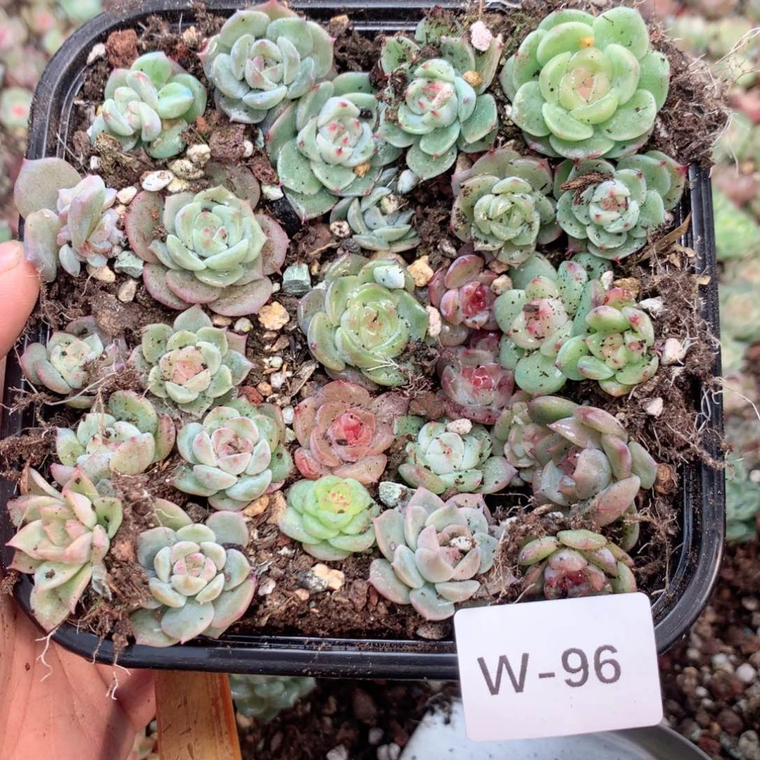 无花朵W96一个英语