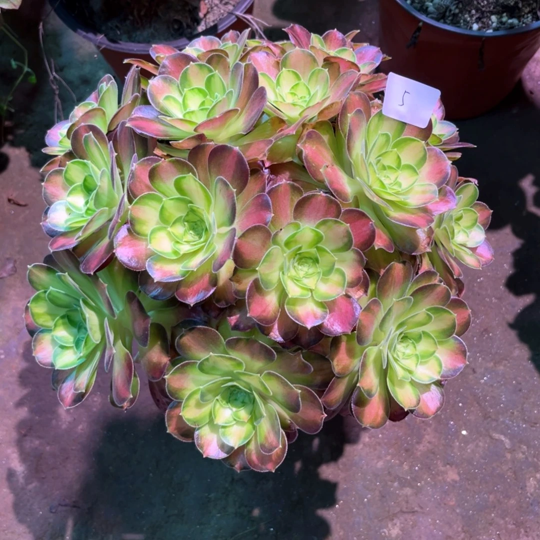 花多肉植物韶华005