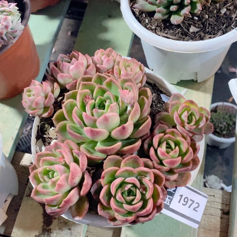 【闪购商品】月宴1972