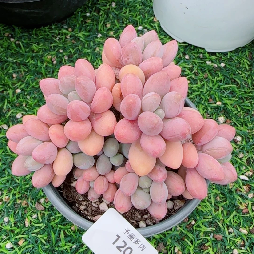 粉色恋人，1204多肉植物