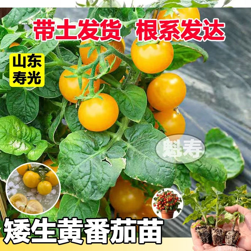 矮生番茄苗樱桃小番茄西红柿种子阳台盆栽四季圣女果秧苗新鲜