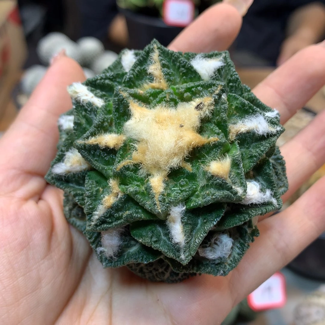 31号 有根  新顿岩牡丹(6.5公分)