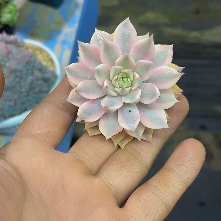 一物一拍一物一拍佳丽娜