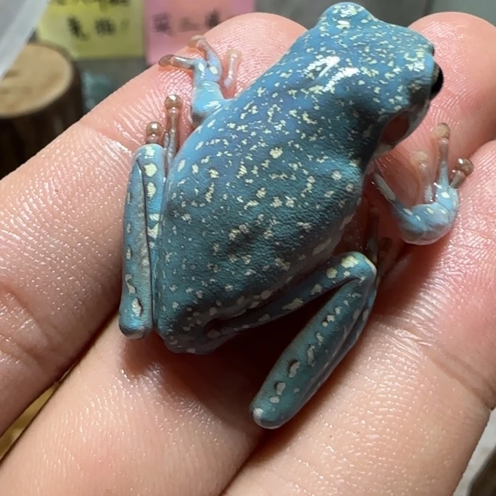 老爷树蛙11 魔鬼蓝暴雪