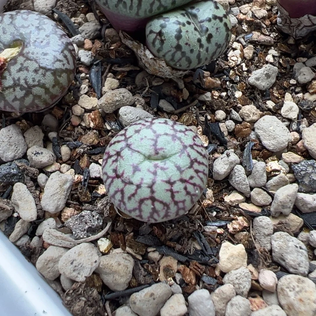 羽毛纹康杂多肉植物