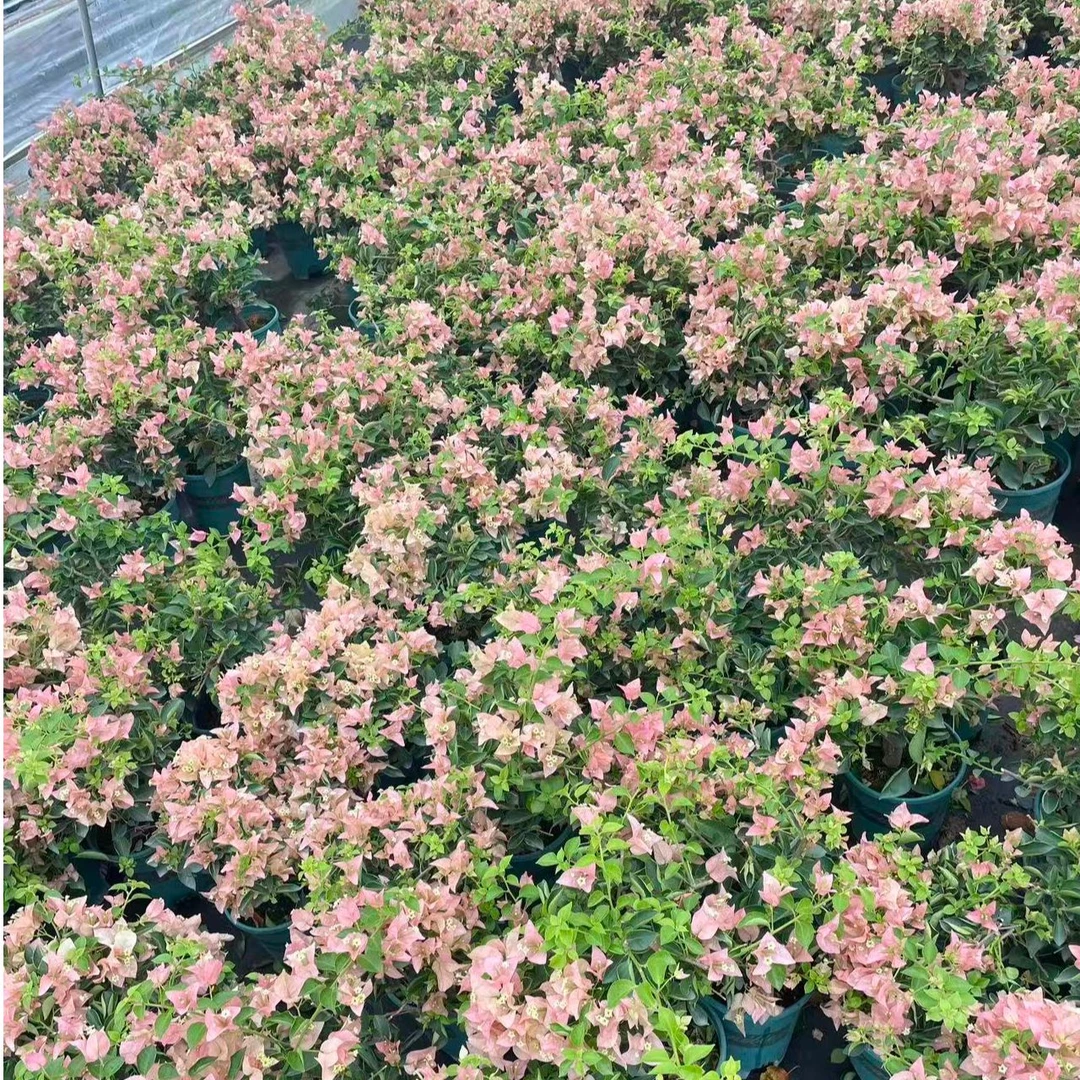 【所罗门】三角梅绿植盆栽【爱养花的月月】