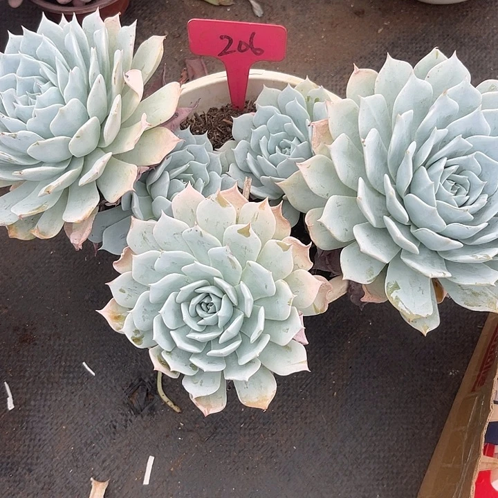 晓***丶两单包邮，一物一拍206